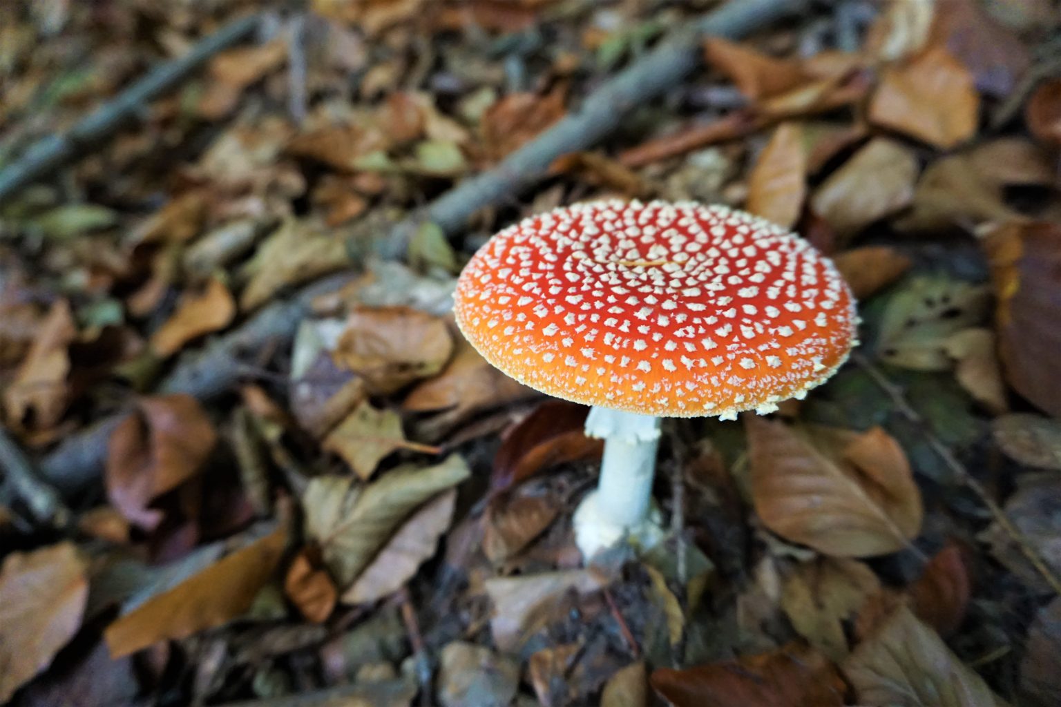 DSC00310